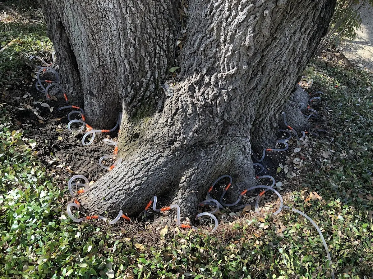 Detailed Tree Cabling and Bracing job site in Palmyra